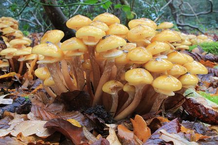 Honey fungus (Armillaria mellia)